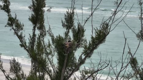 Vista-De-Dron-De-Un-águila-Pescadora-Trabajando-En-El-Nido-De-Un-Pájaro