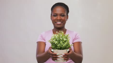 Happy-Smiling-African-Woman-Holding-Flower-in-Pot.environment,-nature-and-people-concept-happy-smiling-african-american-woman-holding-flower-in-pot-over-grey-background