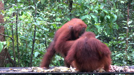 Two-orangutans-feed-on-bananas