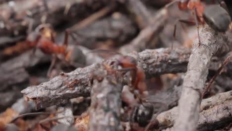 Ant-close-up-in-the-wild.