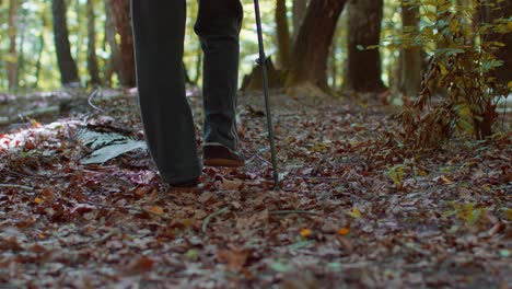 Rear-view-of-senior-Caucasian-grandfather-man-tourist-walking-in-forest-with-sticks-on-sunny-day