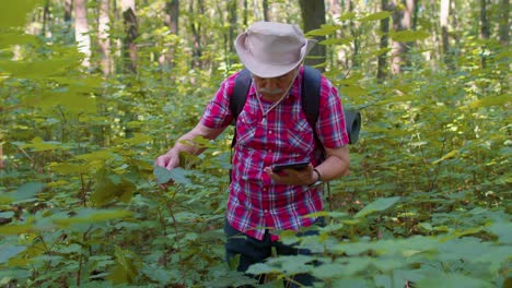 Retired-senior-elderly-grandfather-adventurer-exploring-forest-trees,-plants-with-her-digital-tablet