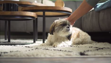 Perro-Boomer-Siendo-Acariciado-Mientras-Está-Sentado-En-La-Alfombra-De-La-Sala-De-Estar,-Plano-Medio