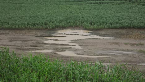 Pan-shot-of-a-muddy-road-in-a-soybean-field-in-USA