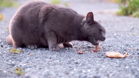 Gato-Negro-Callejero-Comiendo-Carne-De-Un-Hueso-En-La-Calle