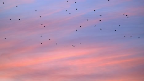 Hermoso-Cielo-Al-Atardecer-Lleno-De-Pájaros-Y-Un-Avión-Lejano-En-Cámara-Lenta