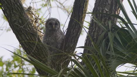 Juvenile-Baby-Barred-Owl-sitting-in-tree-looking-around-and-grooming-itself