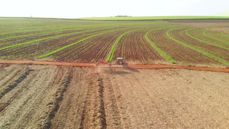 Tractor-raking-sugar-cane-straw-in-the-field