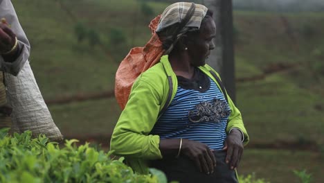 Vista-Estática-De-Una-Trabajadora-De-Una-Plantación-De-Té-Trabajando-Y-Charlando-Con-Un-Compañero-En-Los-Campos-De-La-Fábrica-De-Té-De-Kadugannawa,-En-Las-Montañas-Interiores-De-Sri-Lanka,-Diciembre-De-2014