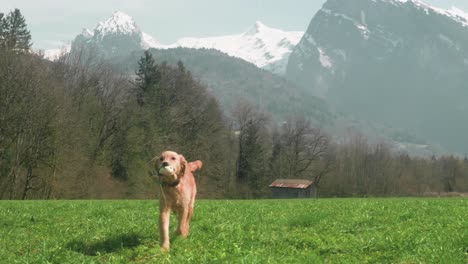 Un-Lindo-Cachorro-De-Golden-Retriever-Trae-Su-Juguete-Hacia-La-Cámara-Con-Una-Hermosa-Vista-De-La-Montaña-Criou,-En-Los-Alpes-Franceses.