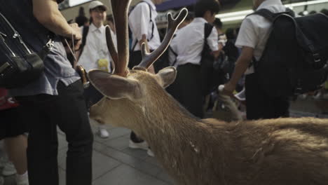 Ein-Einsames-Rehkitz-Wandert-Auf-Der-Suche-Nach-Futter-Durch-Eine-Straße,-Umgeben-Von-Touristen-Und-Fußgängern,-Und-Erschreckt-Ein-Paar-Kinder-Im-Nara-Park,-Nara,-Japan,-Mittlere-Spur,-Zeitlupe