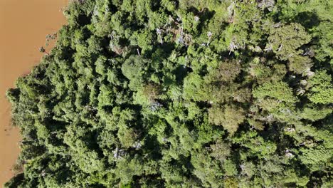 Selva-Amazónica,-Brasil,-América-Del-Sur