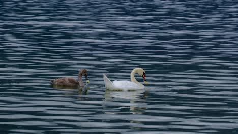 Schwan-Schwimmt-Im-See