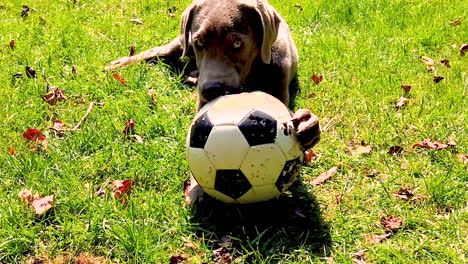 Süßer-Labrador-Retriever-Hund,-Der-Mit-Einem-Fußball-Auf-Dem-Rasen-Spielt