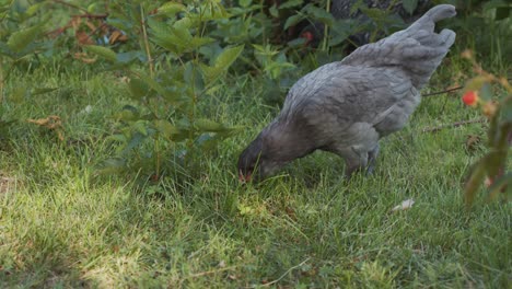 Slowmotion-handheld-of-free-range-chicken-walking-around-outside-eating-bugs-and-looking-at-camera