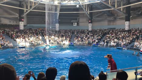 Delfinshow-Im-Maxell-Aqua-Park-Shinagawa,-Tokio,-Japan