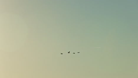 Tracking-shot-showing-flock-of-birds-flying-in-succession-during-beautiful-sunrise-into-sunlight