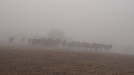 Imágenes-Del-Semental-Hucul-En-La-Niebla