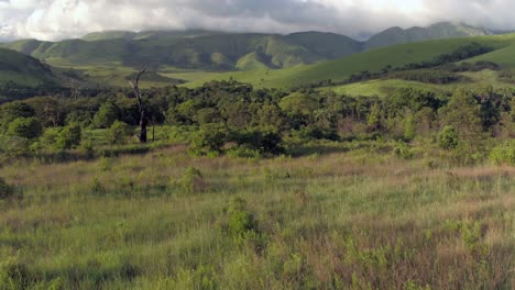 4k-drone-footage-flying-towards-a-large-dead-tree-out-in-the-middle-of-a-lush-green-forest-landscape