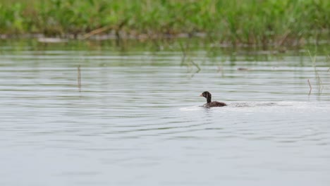 Little-Grebe,-Tachybaptus-ruficollis,-Thailand