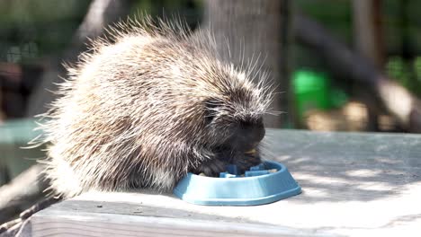 Imágenes-En-Cámara-Lenta-De-Primer-Plano-De-Un-Puercoespín-Comiendo-De-Un-Recipiente-De-Comida-Azul-Claro