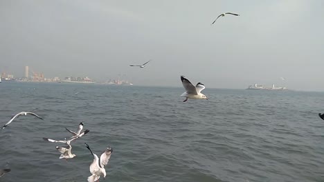 Migratory-birds-the-seagulls-at-the-sea-flying-next-to-the-ferries-or-boats-lured-for-food