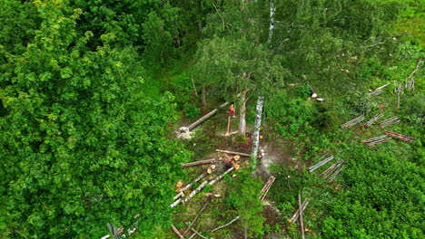 Workers-cut-down-trees-with-orange-suits-in-contrasting-green-forest-aerial-shot