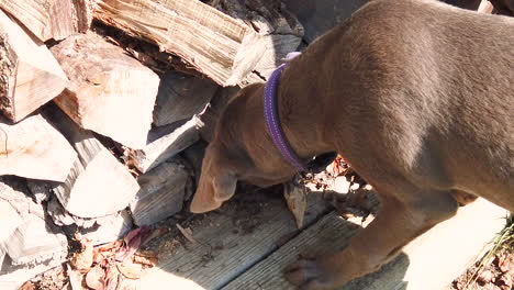 Lindo-Perro-Labrador-Retriever-Plateado-Olfateando-Un-Ratón-En-Una-Pila-De-Leña