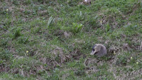 La-Marmota-Está-Sentada-En-El-Pasto-Limpiándose-Y-Luego-Camina-Cuesta-Arriba.