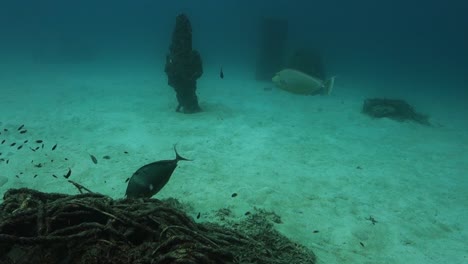 Orangespine-Einhornfisch-Knabbert-An-Algen-Auf-Einer-Unterwasserstruktur