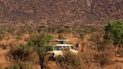 Following-white-safari-van-with-tourists-driving-through-hot-and-dusty-Serengeti-passing-wild-animals-in-the-African-Savanna,-Kenya