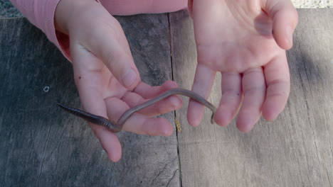 Close-up-of-a-child's-hands-holding-an-earthworm-as-it-crawls-around