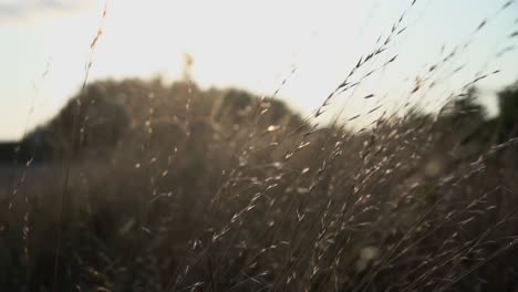 Hohes-Gras-Weht-Bei-Sonnenuntergang-In-Zeitlupe-Im-Wind