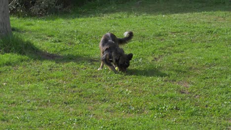 border-collie-dog-playing-with-a-ball-on-green-grass-in-slow-motion