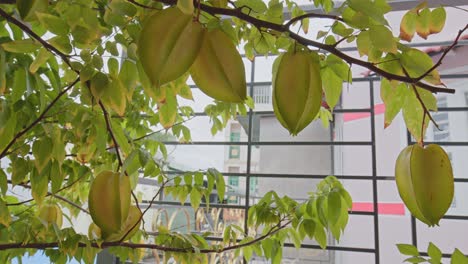 Star-fruit-in-the-garden-with-with-a-background-of-green-leaves-that-are-quite-lush-and-look-a-little-blurry_4K24fps