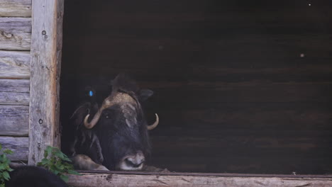 muskox-resting-lying-on-a-stable-on-a-warm-day