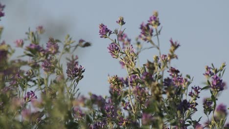 Nahaufnahme-Von-Im-Wind-Wehenden-Violetten-Luzerneblüten,-Medicago-Sativa,-Rack-Fokus