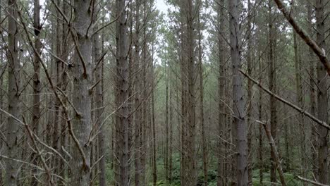 Aerial-ascending-in-a-pine-tree-forest