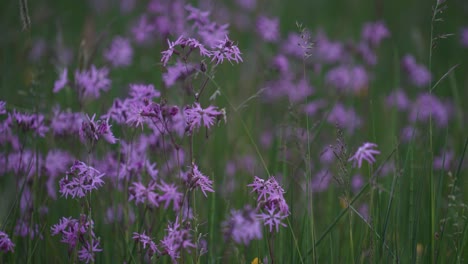 Ragged-Robin-flowers-at-dusk-on-a-summer-evening