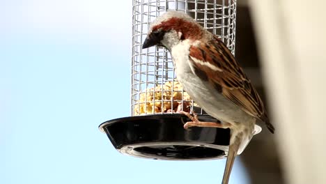 Two-Eurasian-tree-sparrow-balancing-in-the-feeding-cage