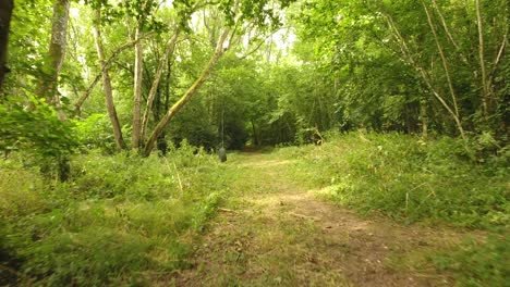 Trees-grown-around-a-pathway-for-access-through-a-forest