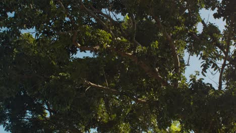 Trees-serve-as-a-shed-for-the-highway