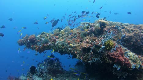 Formación-De-Coral-Colorida-Con-Pequeños-Peces-Tropicales.