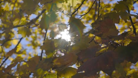 Maple-Tree-in-Fall-with-leaves-blowing-in-the-wind-with-lens-flare