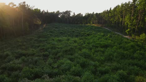 Aerial-flyover-new-planted-trees-after-deforestation-in-wilderness