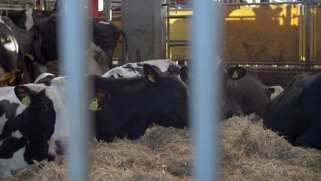 Cows-looking-into-camera