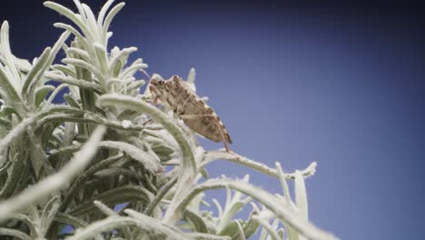 Nahaufnahme-Eines-Bettwanzeninsekts-über-Einer-Saftigen-Pflanze-Auf-Blauem-Hintergrund