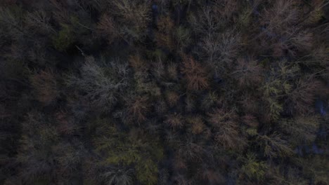 An-overhead-aerial-shot-of-a-swampy-forest-in-Southern-Ontario