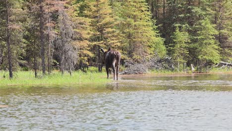 Handkamera-Video-Einer-Elchkuh,-Alces-Alces,-Die-Von-Der-Kamera-Weggeht-Und-Aus-Einem-See-Im-Denali-Nationalpark,-Alaska,-USA,-Herauskommt