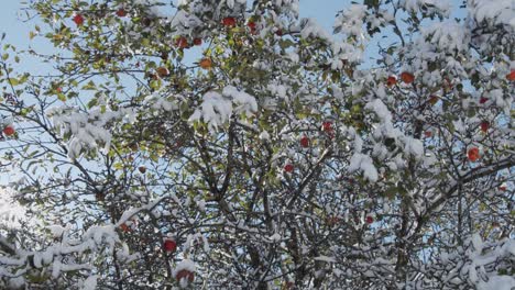 Apple-tree-covered-in-snow,-laden-with-bright-red-apples